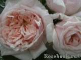 Claire Rose Claire Rose