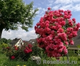 Rosarium Uetersen Rosarium Uetersen