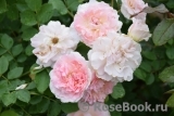 Morden Blush