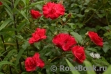 Rotilia Rotilia