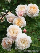 Crocus Rose® Crocus Rose®