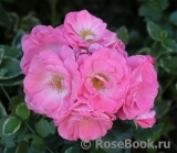 Rosali 83 ® Rosali 83 ®