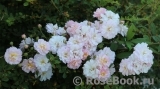 Brise Parfum Brise Parfum