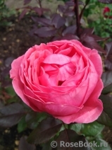 Gartenprinzessin Marie-Jose ® Gartenprinzessin Marie-Jose ®
