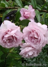 La Rose du Petit Prince La Rose du Petit Prince
