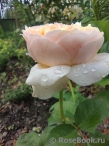 Juliet Juliet