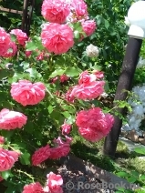 Rosarium Uetersen Rosarium Uetersen