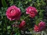 Jubilee Celebration® Jubilee Celebration®