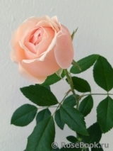 Claire de Lune Claire de Lune