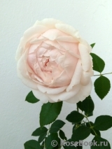 Claire de Lune Claire de Lune