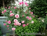 Starlet®-Rose Eva® Starlet®-Rose Eva®