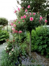 Starlet®-Rose Eva® Starlet®-Rose Eva®