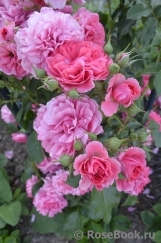 Rosarium Uetersen Rosarium Uetersen