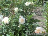 Crocus Rose® Crocus Rose®