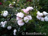 Annelies Annelies