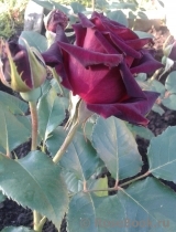 Black Baccara Black Baccara