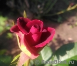 Black Beauty Black Beauty
