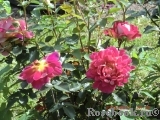 Rozet Ruffles Rozet Ruffles