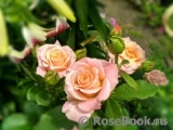 Miss Piggy+ Miss Piggy+