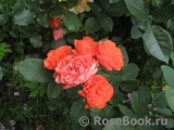 Eclat de Corail