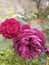 Falstaff® Falstaff®