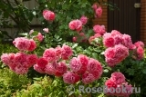 Rosarium Uetersen Rosarium Uetersen