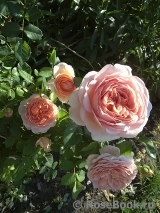 Abraham Darby Abraham Darby