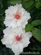 Jacqueline du Pre Jacqueline du Pre