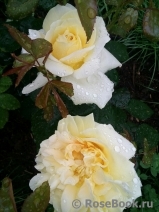 Lions Rose Lions Rose