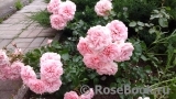 Home & Garden Home & Garden