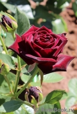 Black Baccara Black Baccara