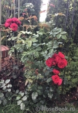 Florentina - Florentina -