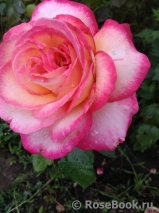 Rose Gaujard Rose Gaujard