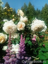 Crocus Rose® 