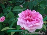 Gertrude Jekyll Gertrude Jekyll