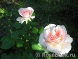 Johann Strauss Johann Strauss