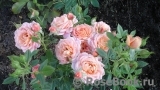 Briosa ® Briosa ®