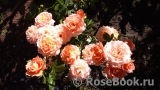 Briosa ® Briosa ®