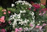 Snowdrift Snowdrift