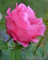 Ravel- Ravel-