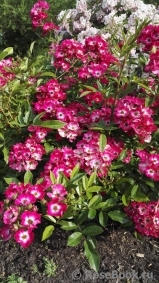 Marjorie Fair ® Marjorie Fair ®