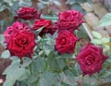 Black Baccara Black Baccara