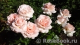 Chandos Beauty Chandos Beauty