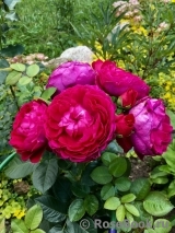 Falstaff® Falstaff®