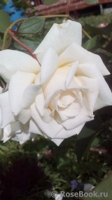 White Meidiland White Meidiland