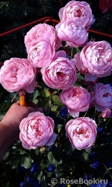The Alnwick Rose The Alnwick Rose