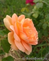 Lady of Shalott Lady of Shalott