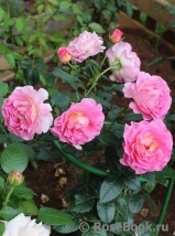 Pink Paradise Pink Paradise