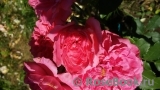 Rosarium Uetersen Rosarium Uetersen