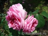 Gertrude Jekyll Gertrude Jekyll